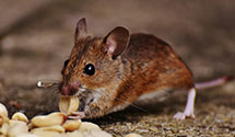 24 Hour & Emergency Exterminators in Millingport, NC